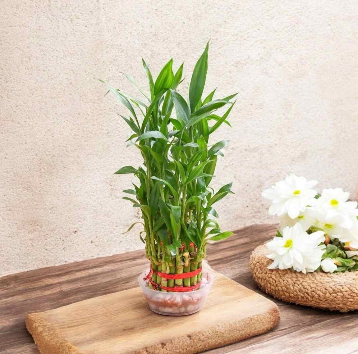 Lucky Bamboo Plant 3 Layer