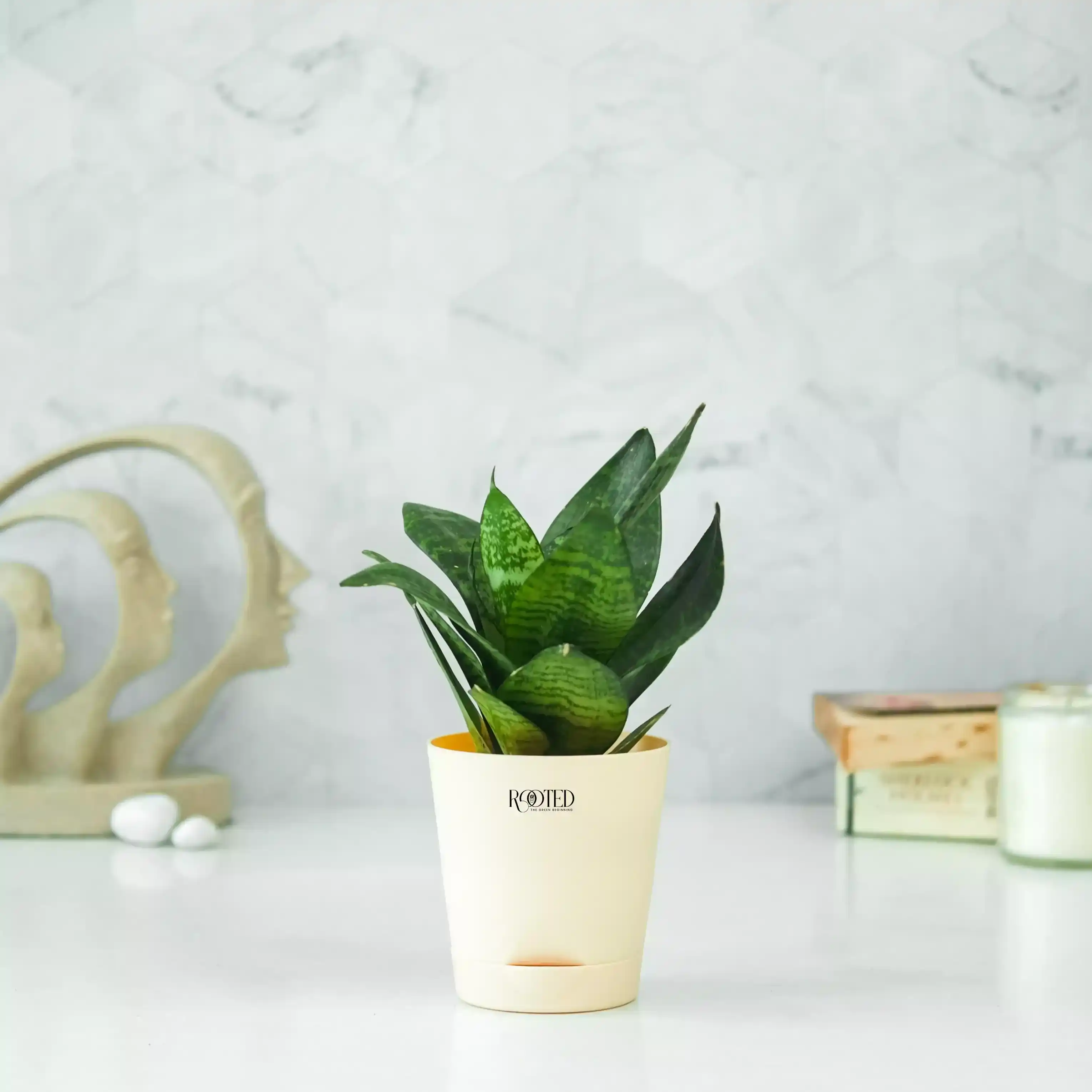 Snake Plant -S