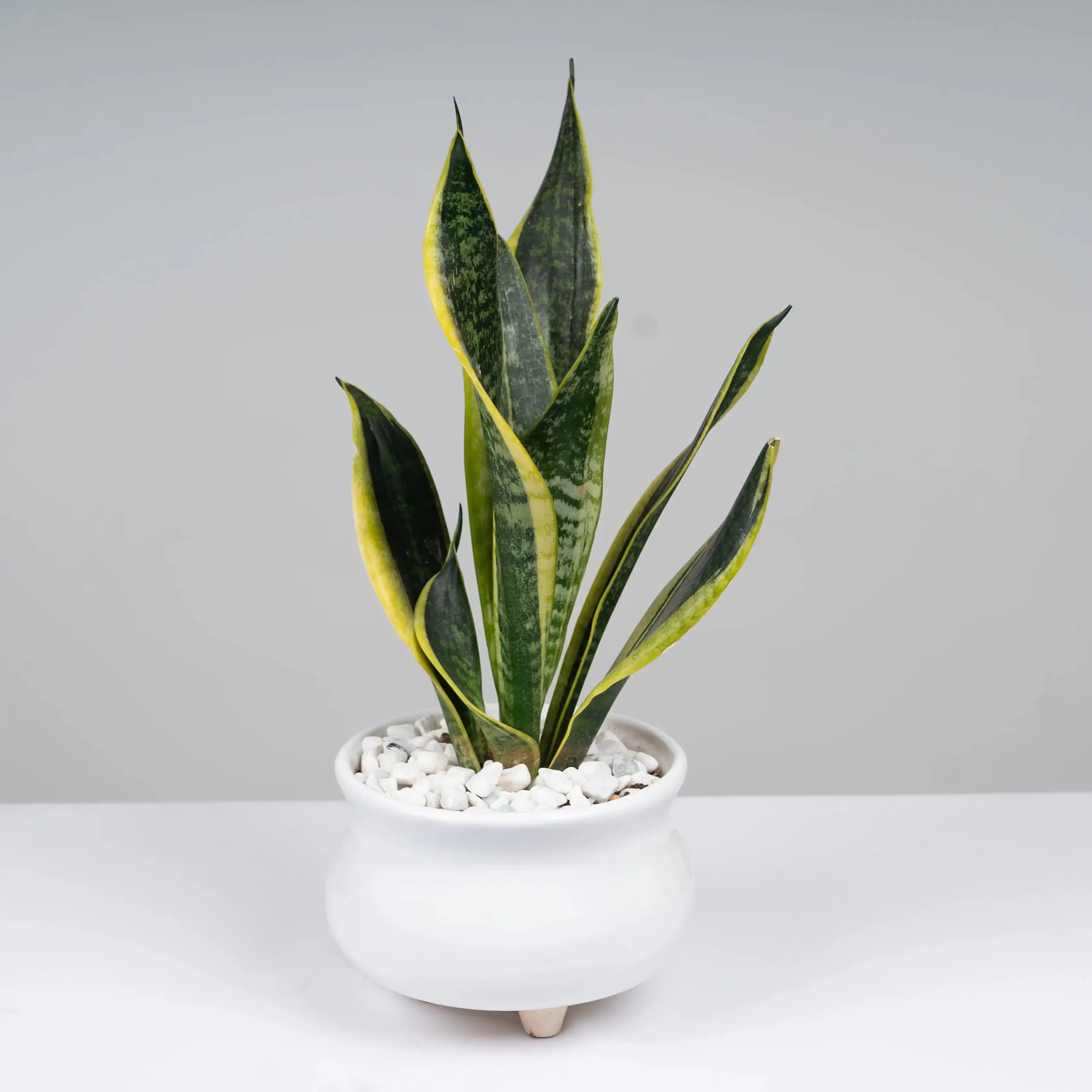 Snake Plant - M