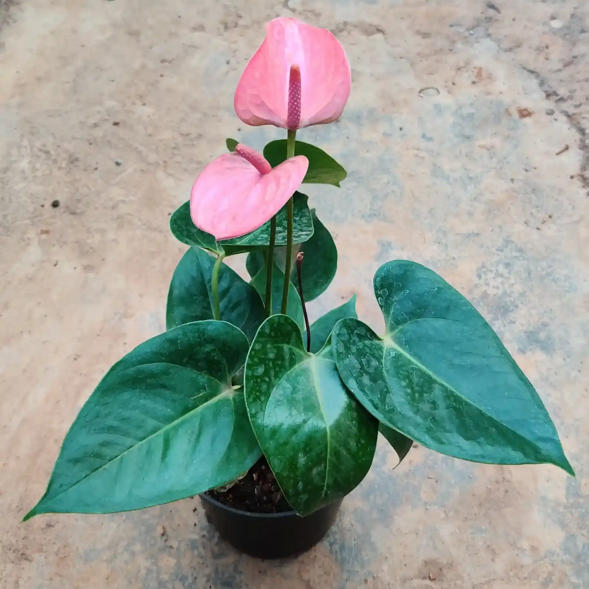 Anthurium