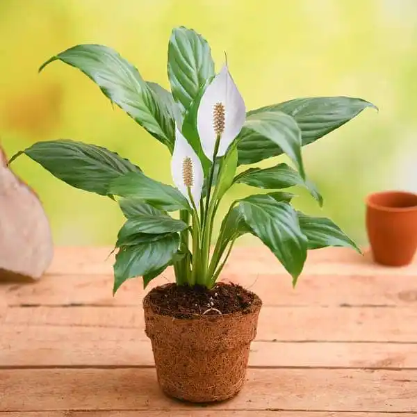 Peace Lily - S