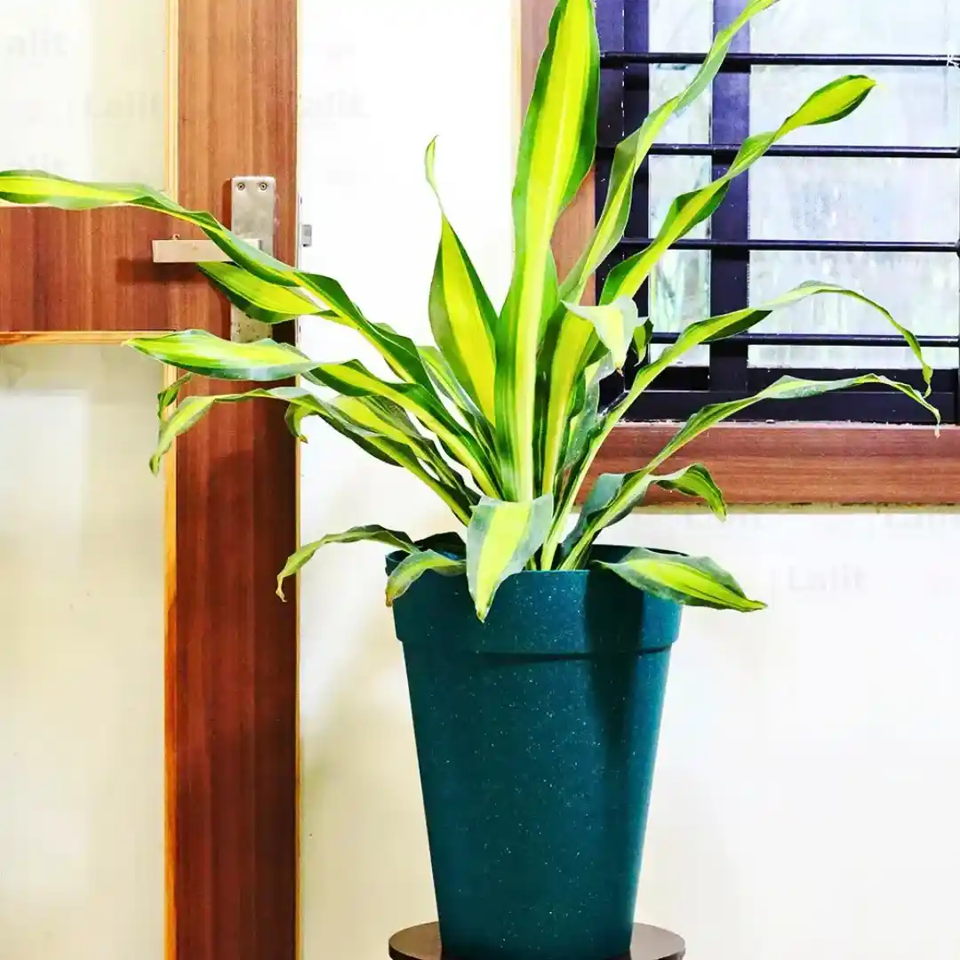 Resina Darasing – M