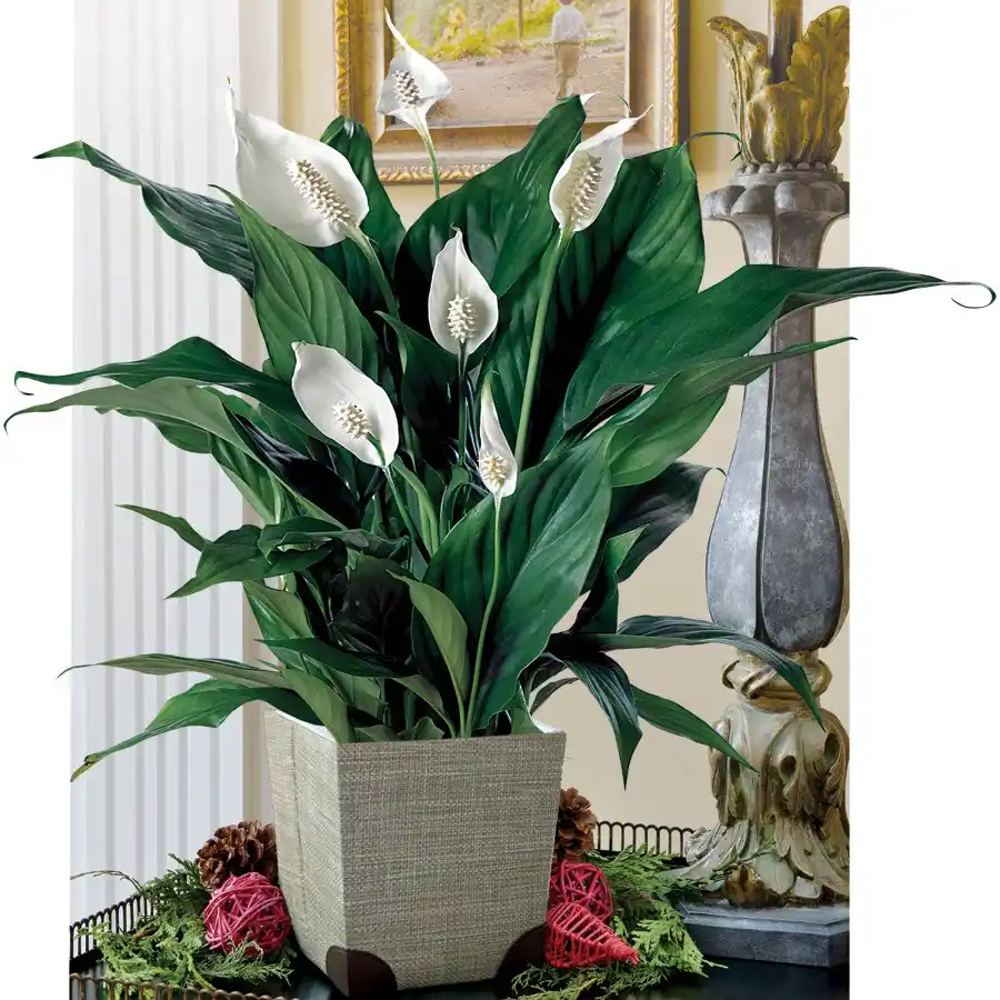 Peace Lily Bushy